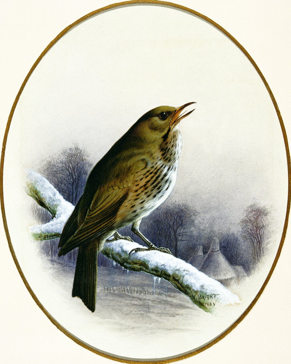 Énekes rigó, 1884 alkotó: Harry Bright