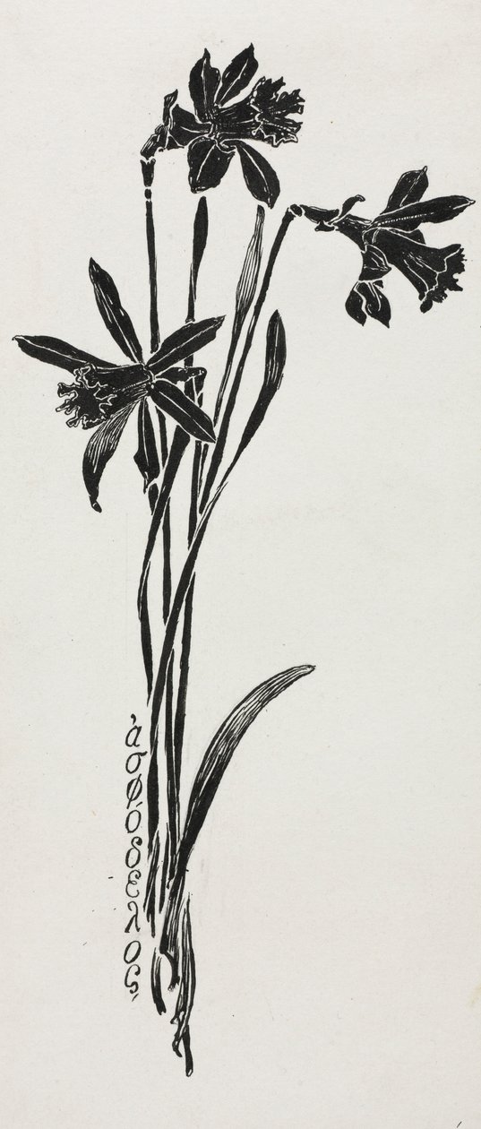 Nárcisz. alkotó: Harry Fenn