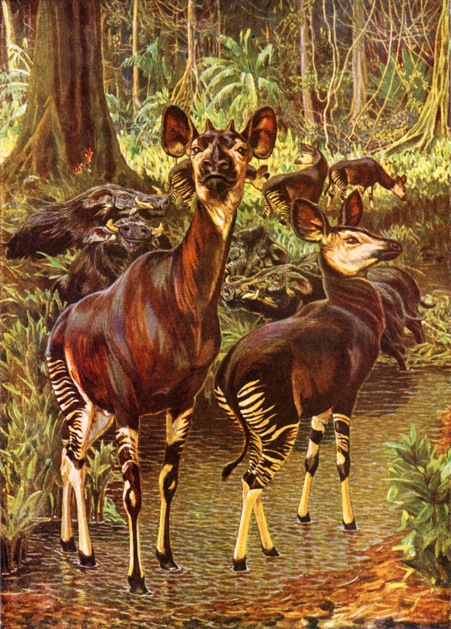 Az okapi az erdőben (színes litográfia) alkotó: Harry Hamilton (after) Johnston