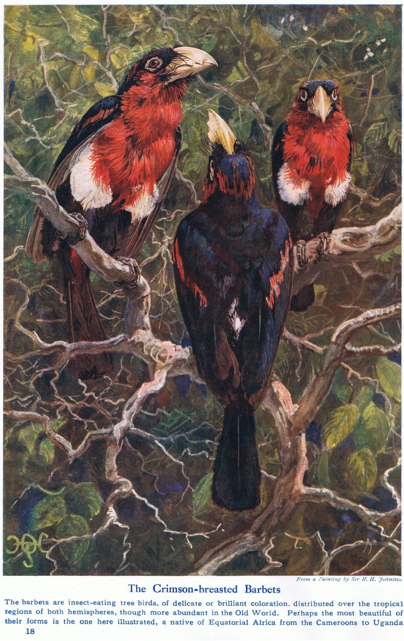 Bíborszőrű borbélyok, illusztráció a "Wonders of Land and Sea" című könyvből, kiadó: Cassell, London, 1914. alkotó: Harry Hamilton Johnston