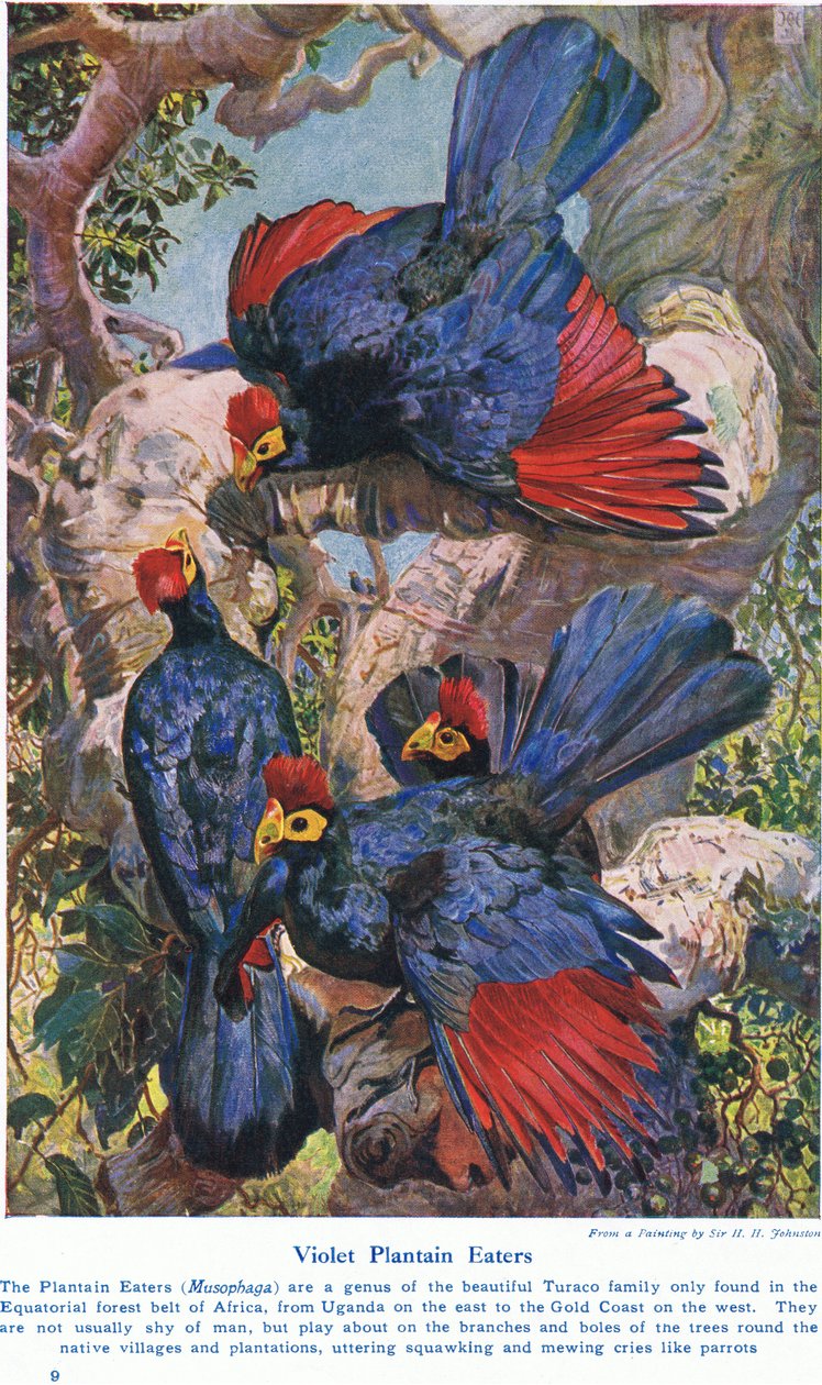 Violet Plantain Eaters, illusztráció a 