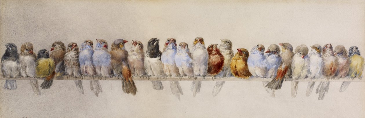 Madársügér, 1880 körül (akvarell és grafit papíron) alkotó: Hector Giacomelli
