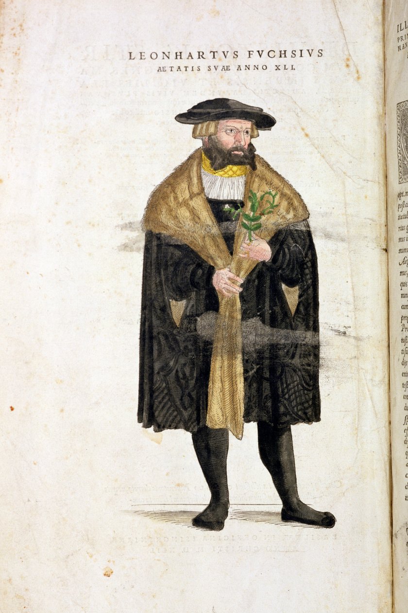 A 41 éves szerző portréja a „De Historia Stirpium Commentarii Insignes”-ból, Leonard Fuchs (1501-66), vésette Rudolphe Speckle (†1550), megjelent 1542 alkotó: Heinrich and Meyer, Albert Fullmaurer