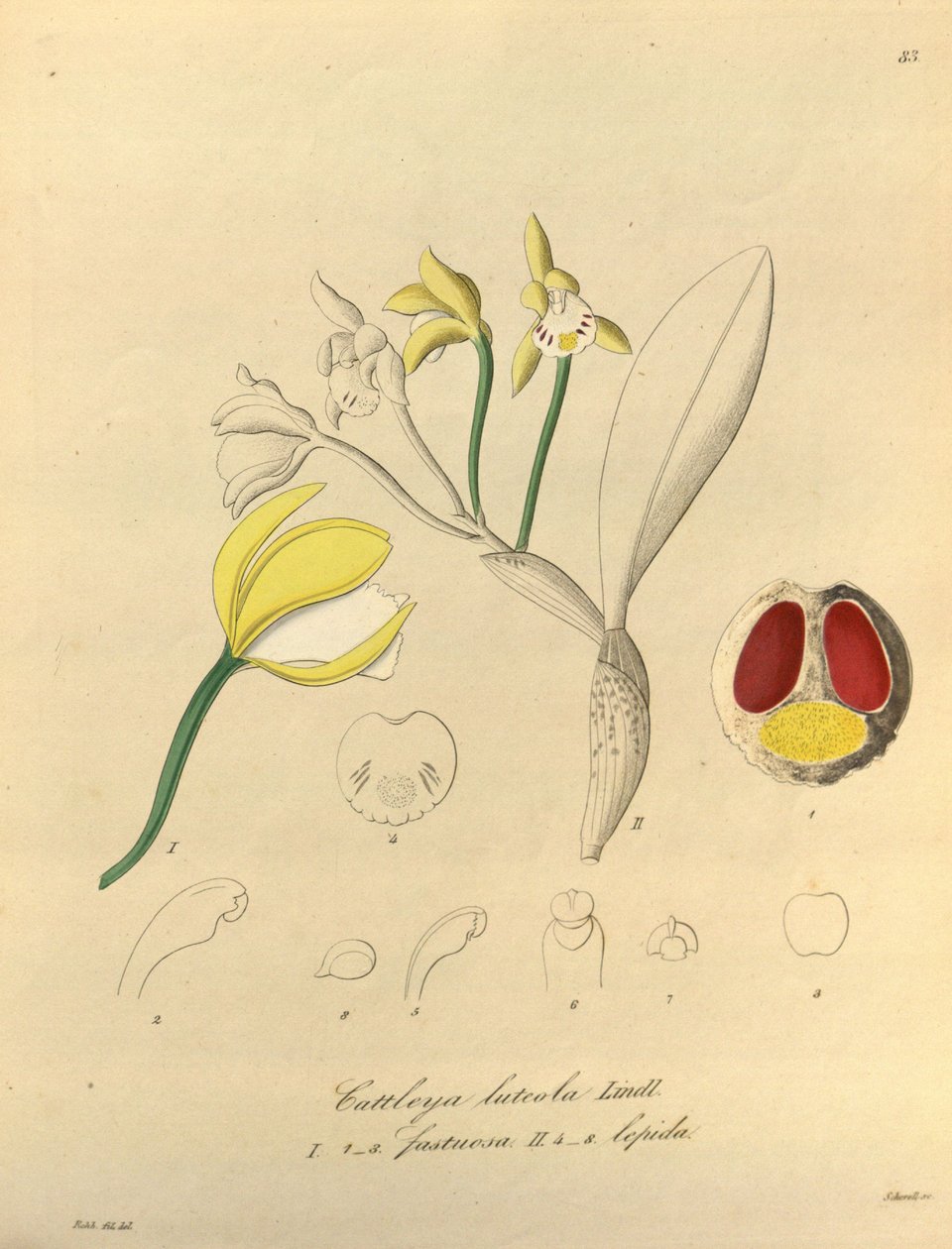 Cattleya luteola illusztrációja alkotó: Heinrich Gustav Reichenbach