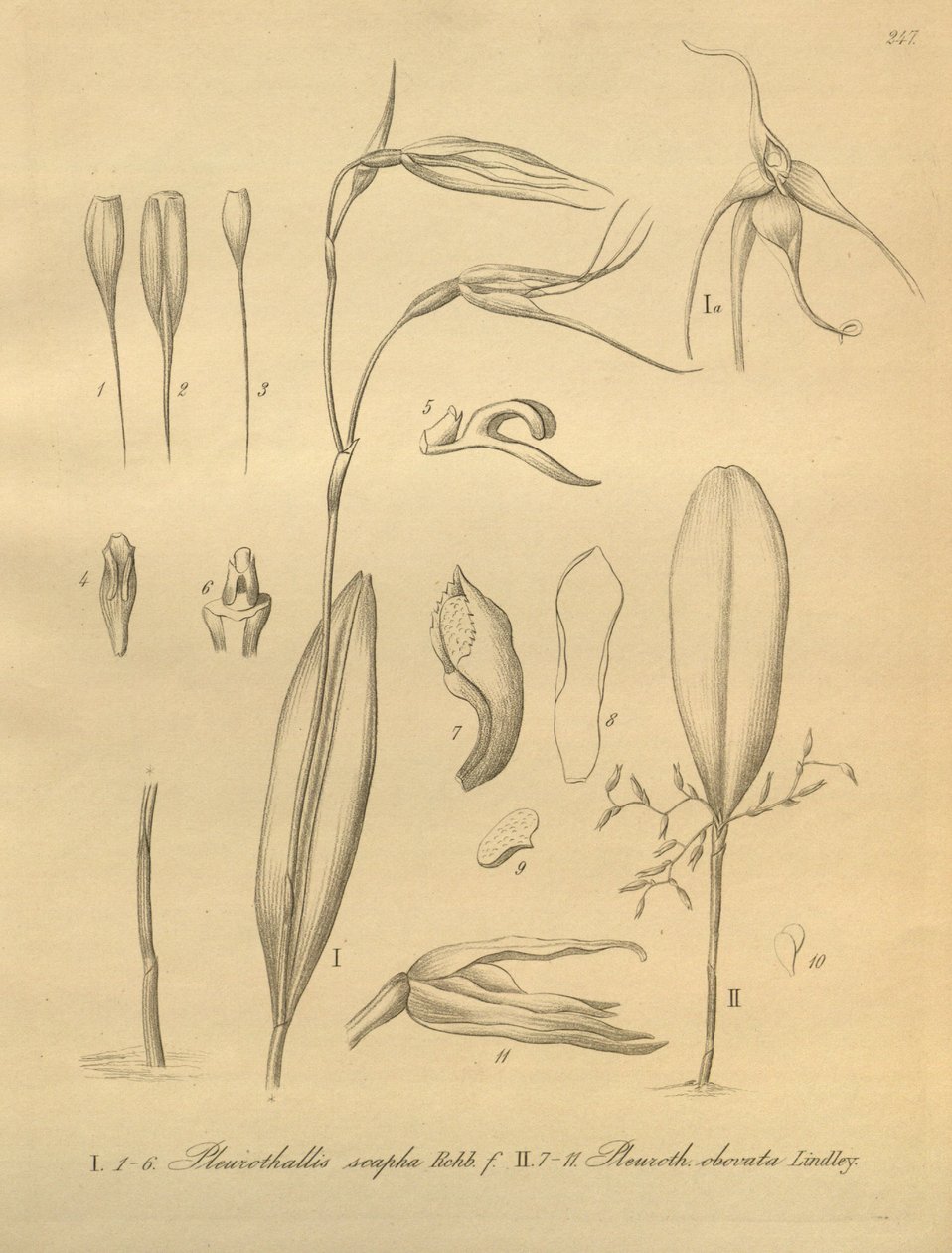 Pleurothallis sirene illusztrációja alkotó: Heinrich Gustav Reichenbach