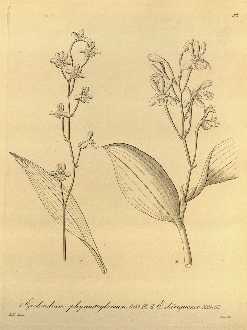 A Prosthechea varicosa illusztrációja (mint szin. Epidendrum phymatoglossum és Epidendrum chiriquense) alkotó: Heinrich Gustav Reichenbach