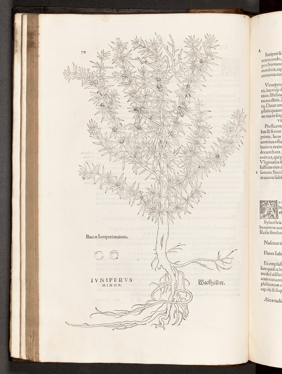 BT3.267.5 p.78 Boróka, illusztráció: Leonhart Fuchs A rasszizmus története, 1542 alkotó: Heinrich and Meyer, Albert Fullmaurer