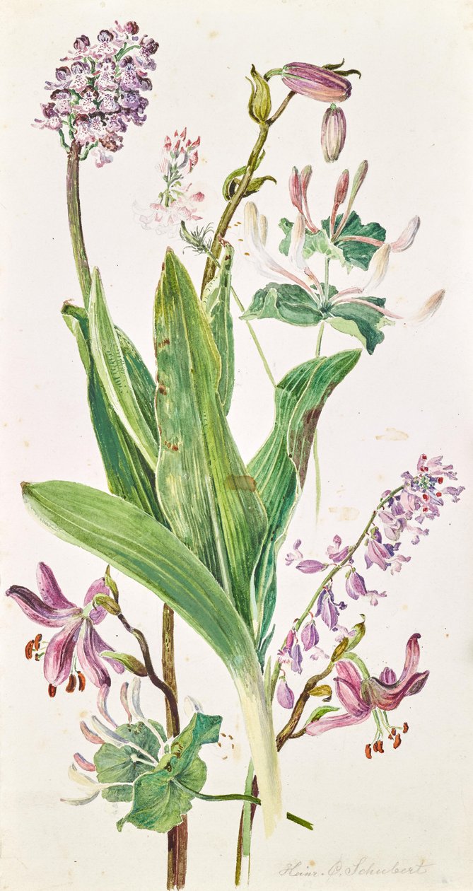 török sapka, orchidea, lonc alkotó: Heinrich Carl Schubert