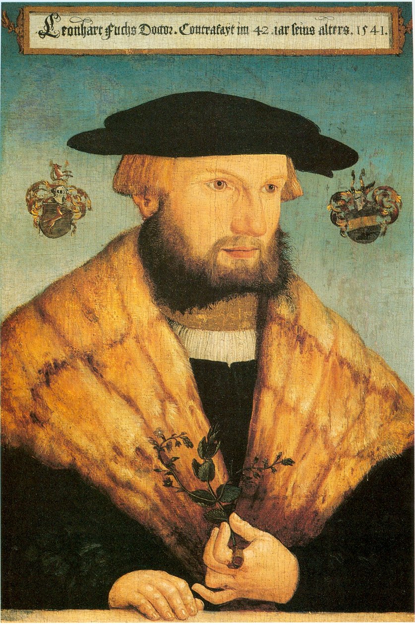 Leonhart Fuchs portréja (1501-1566) alkotó: Heinrich Füllmaurer