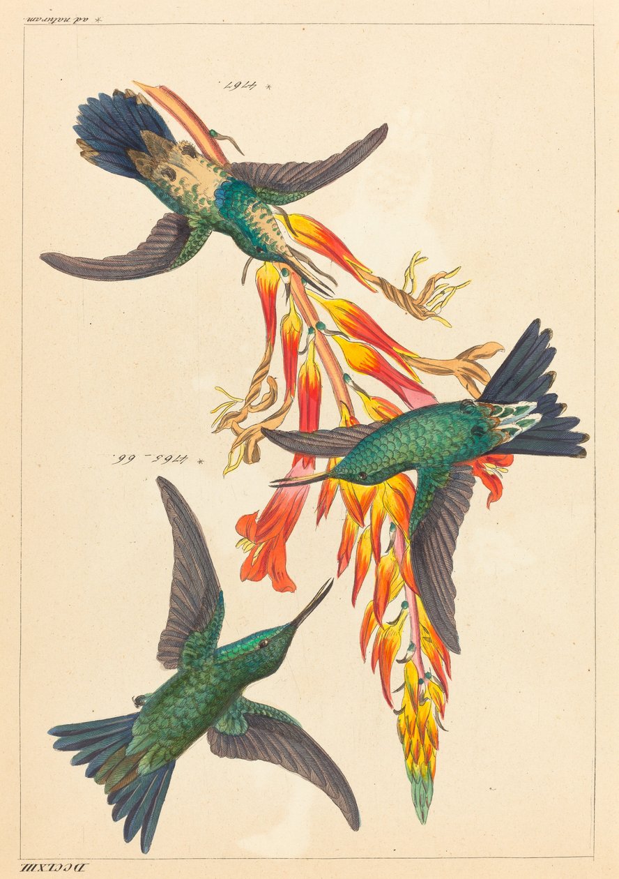 Három kolibri növény alkotó: Heinrich Gottlieb Ludwig Reichenbach