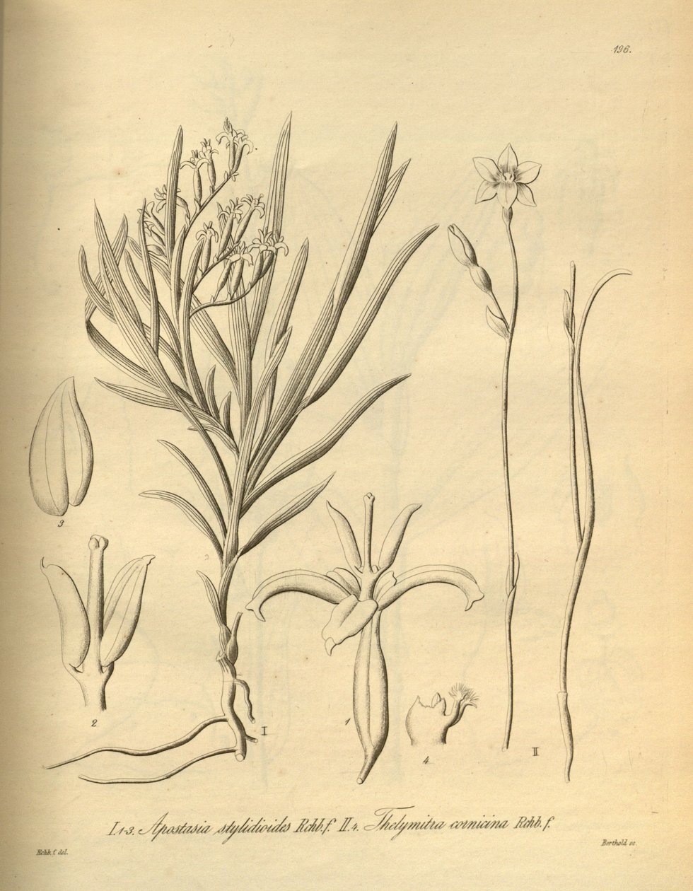 Apostasia wallichii (Apostasia stylidioides néven) – Thelymitra cornicina alkotó: Heinrich Gustav Reichenbach