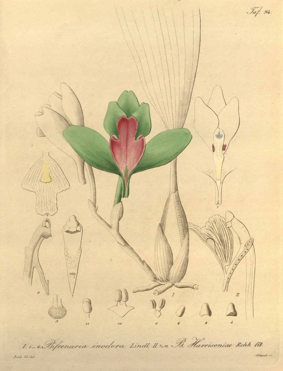 Bifrenaria szagtalan + harrisonia alkotó: Heinrich Gustav Reichenbach