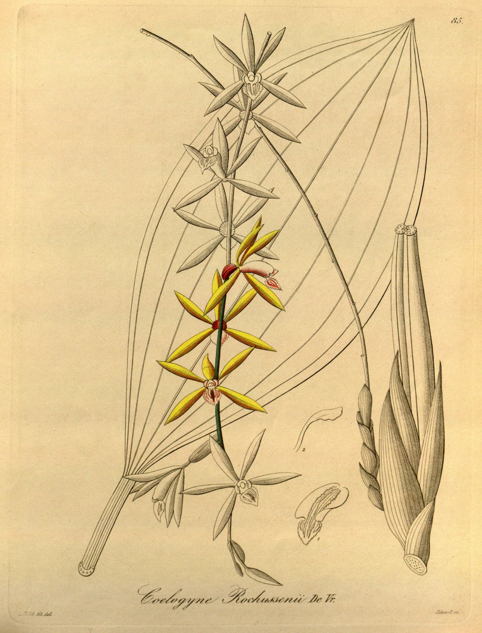 Coelogyne rochussenii alkotó: Heinrich Gustav Reichenbach