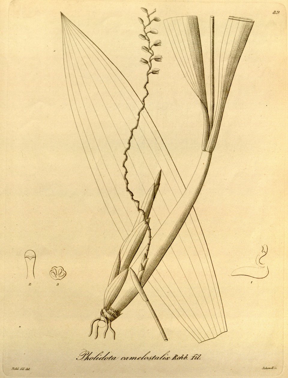 Pholidota camelostalix illusztrációja alkotó: Heinrich Gustav Reichenbach