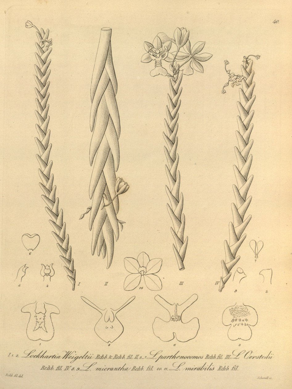 Lockhartia - Xenia 1. kötet (1858) 40. ábra alkotó: Heinrich Gustav Reichenbach