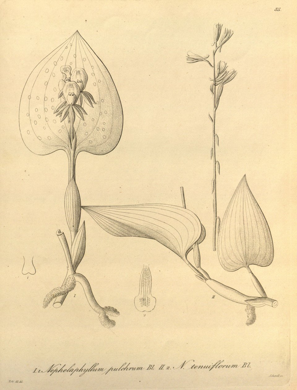Ez a fájl a Biodiversity Heritage Library-ból származik, és online elérhető a biodiversitylibrary.org/page/696488 címen. alkotó: Heinrich Gustav Reichenbach