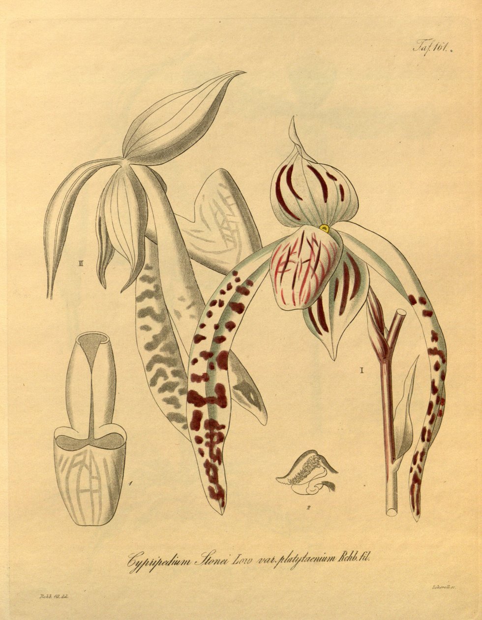 Ez a fájl a Biodiversity Heritage Library-ból származik, és online elérhető a biodiversitylibrary.org/page/698357 címen. alkotó: Heinrich Gustav Reichenbach
