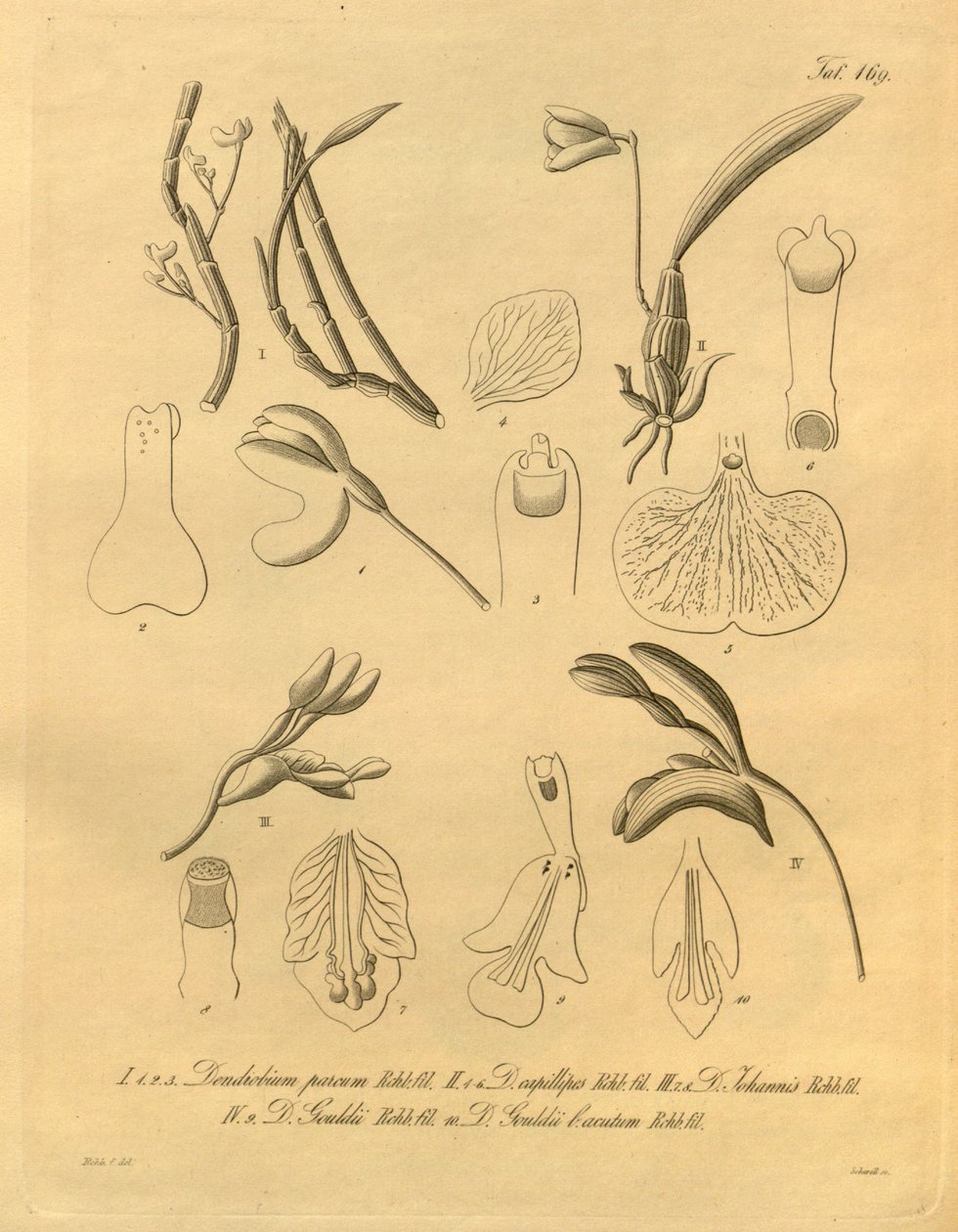 Ez a fájl a Biodiversity Heritage Library-ból származik, és online elérhető a biodiversitylibrary.org/page/698365 címen. alkotó: Heinrich Gustav Reichenbach