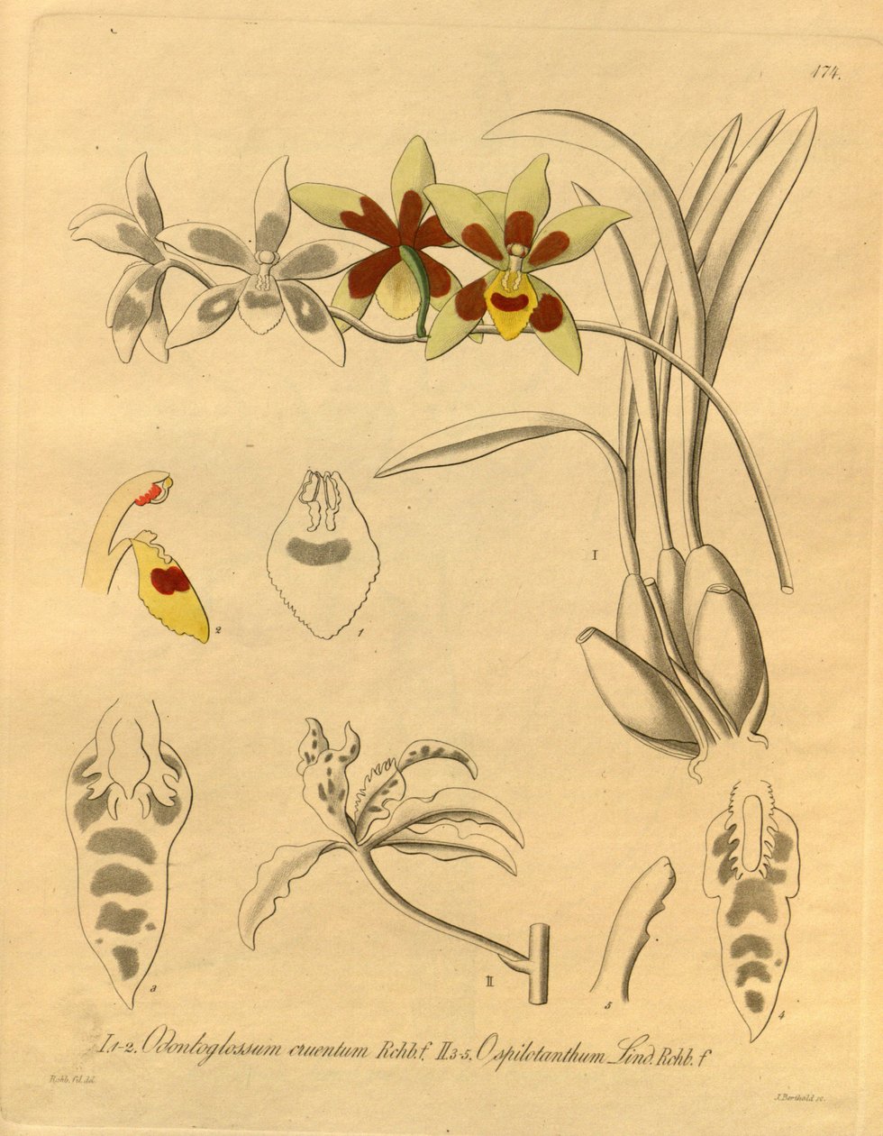Ez a fájl a Biodiversity Heritage Library-ból származik, és online elérhető a biodiversitylibrary.org/page/698370 címen. alkotó: Heinrich Gustav Reichenbach