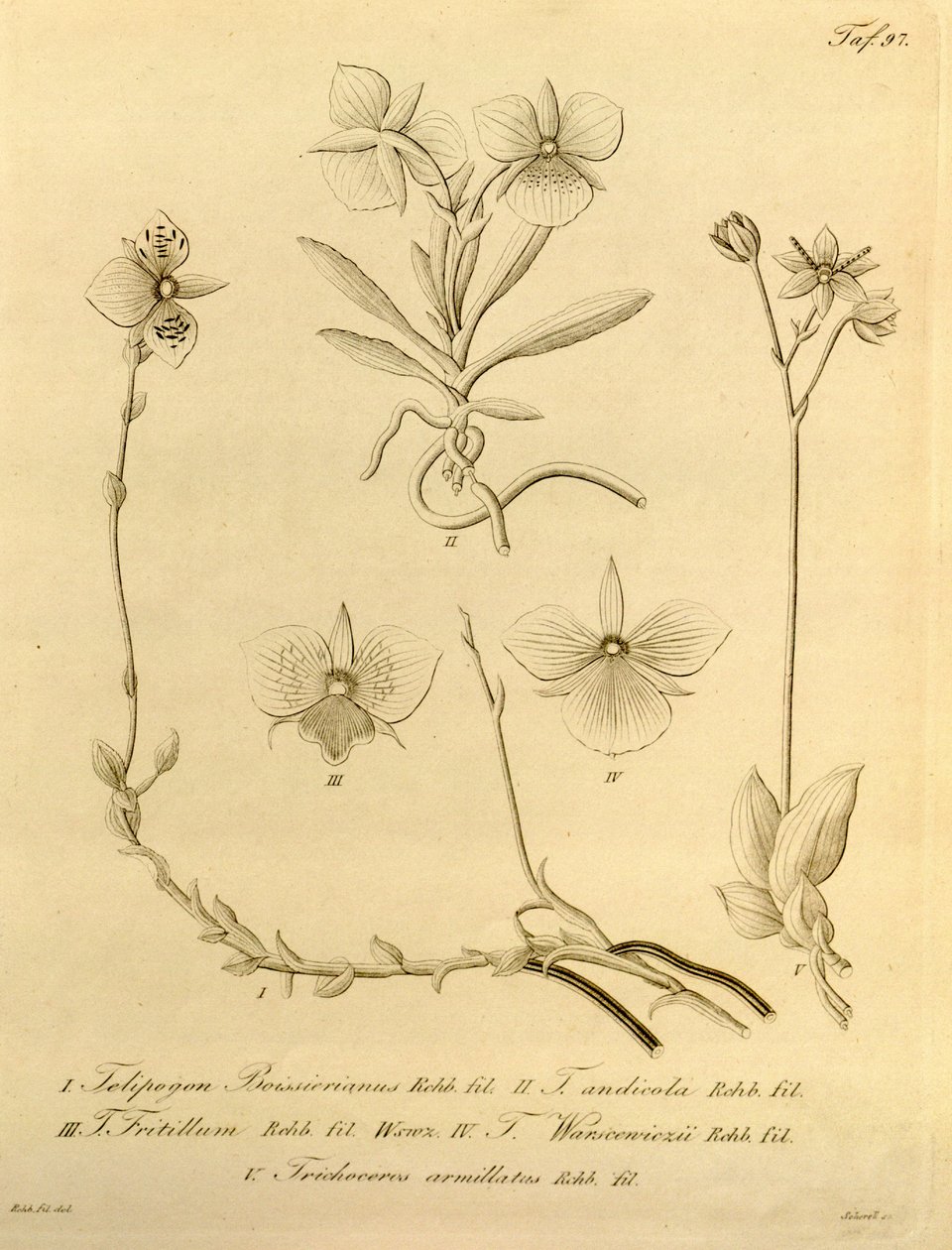 Ez a fájl a Biodiversity Heritage Library-ból származik, és online elérhető a biodiversitylibrary.org/page/696497 címen. alkotó: Heinrich Gustav Reichenbach