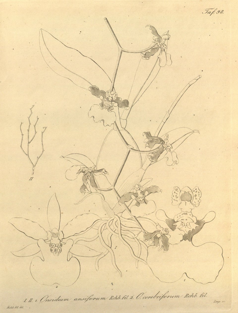 Ez a fájl a Biodiversity Heritage Library-ból származik, és online elérhető a biodiversitylibrary.org/page/696498 címen. alkotó: Heinrich Gustav Reichenbach