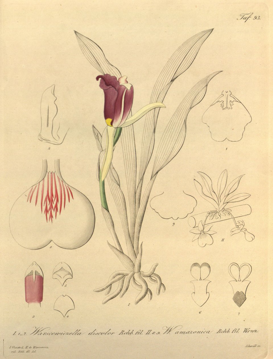 Ez a fájl a Biodiversity Heritage Library-ból származik, és online elérhető a biodiversitylibrary.org/page/696493 címen. alkotó: Heinrich Gustav Reichenbach