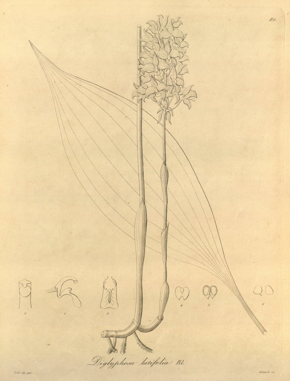 Ez a fájl a Biodiversity Heritage Library-ból származik, és online elérhető a biodiversitylibrary.org/page/696480 címen. alkotó: Heinrich Gustav Reichenbach