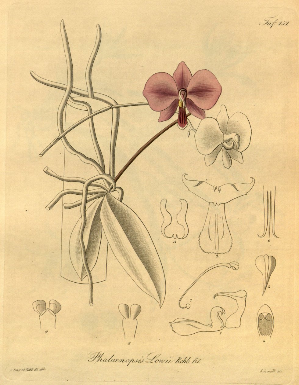 Ez a fájl a Biodiversity Heritage Library-ból származik, és online elérhető a biodiversitylibrary.org/page/698347 címen. alkotó: Heinrich Gustav Reichenbach