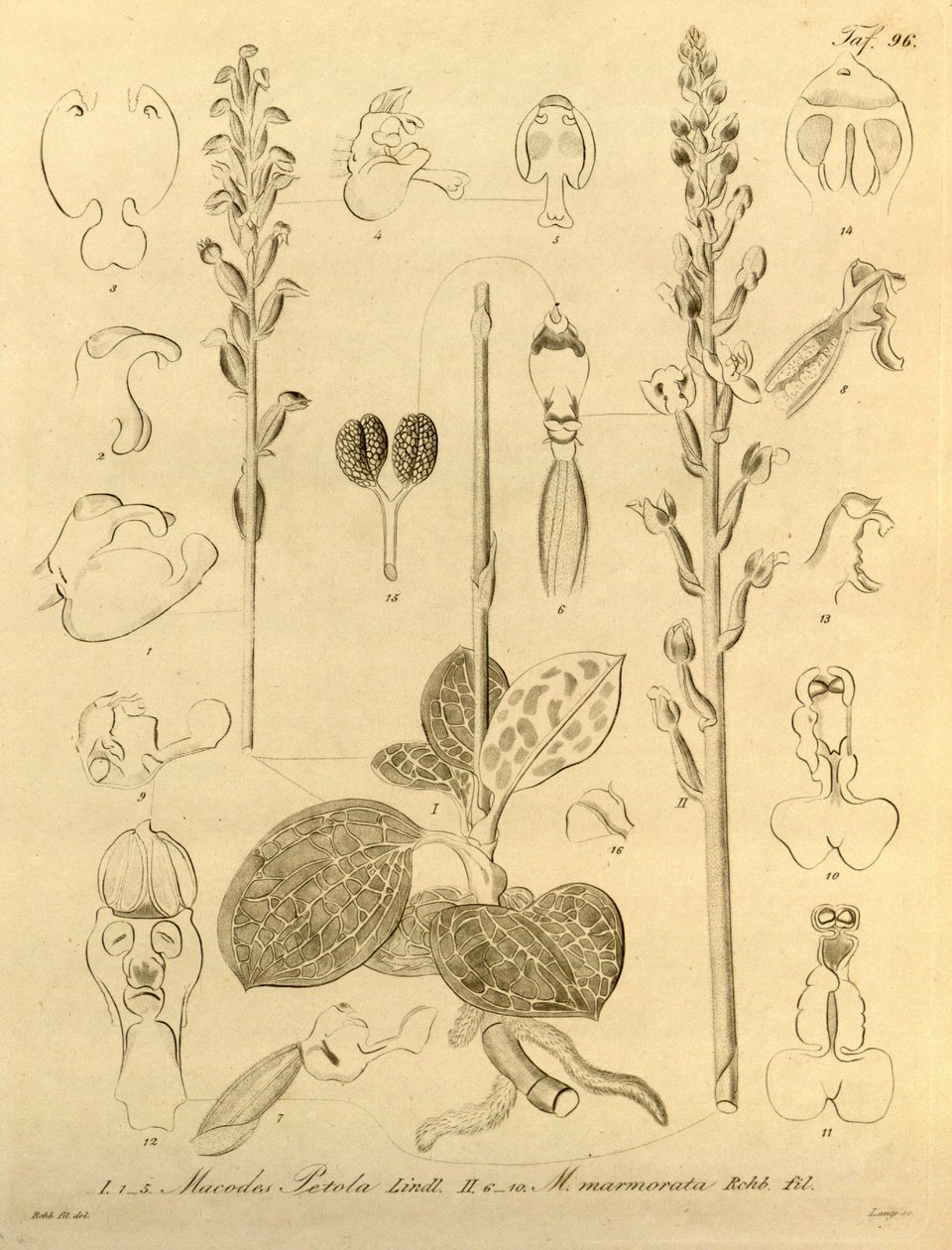 Ez a fájl a Biodiversity Heritage Library-ból származik, és online elérhető a biodiversitylibrary.org/page/696496 címen. alkotó: Heinrich Gustav Reichenbach