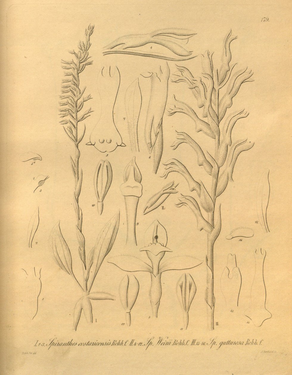 Ez a fájl a Biodiversity Heritage Library-ból származik, és online elérhető a biodiversitylibrary.org/page/698375 címen. alkotó: Heinrich Gustav Reichenbach