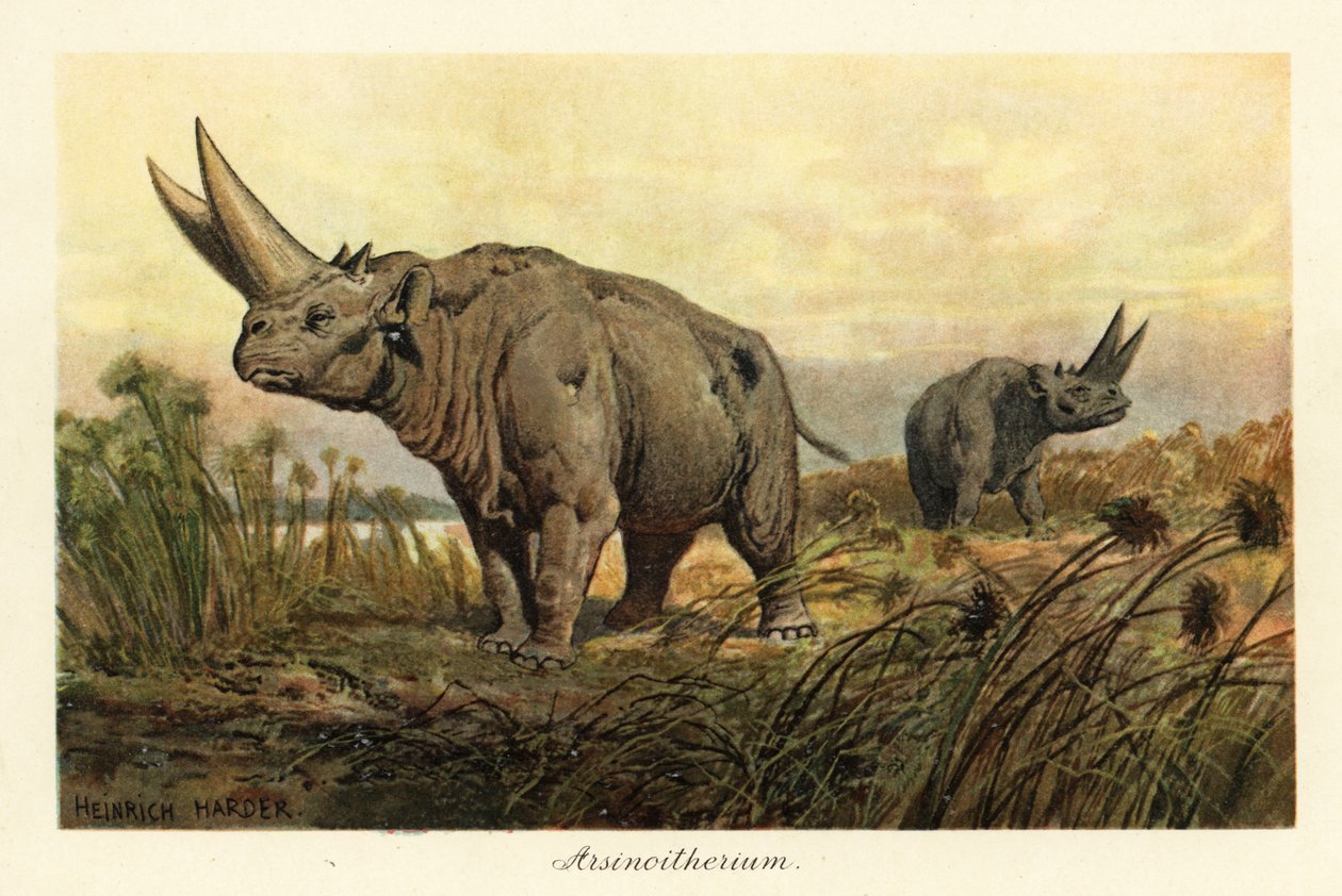 Arsinoitherium, a fájdalom patás emlősök kihalt nemzetsége., 1908 (Nyomtatás) alkotó: Heinrich Harder