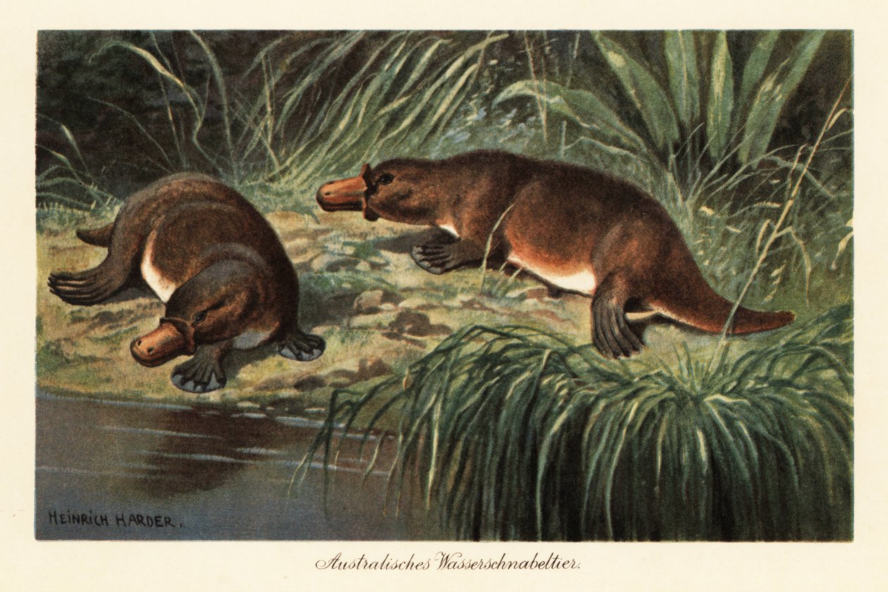 Kacsacsőrű kacsacsőrű, Ornithorhynchus anatinus, a folyóparton. alkotó: Heinrich Harder