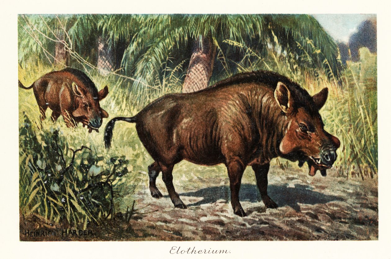 Entelodon, kihalt entelodont artiodactyl nemzetség, 1908 (nyomtatás) alkotó: Heinrich Harder