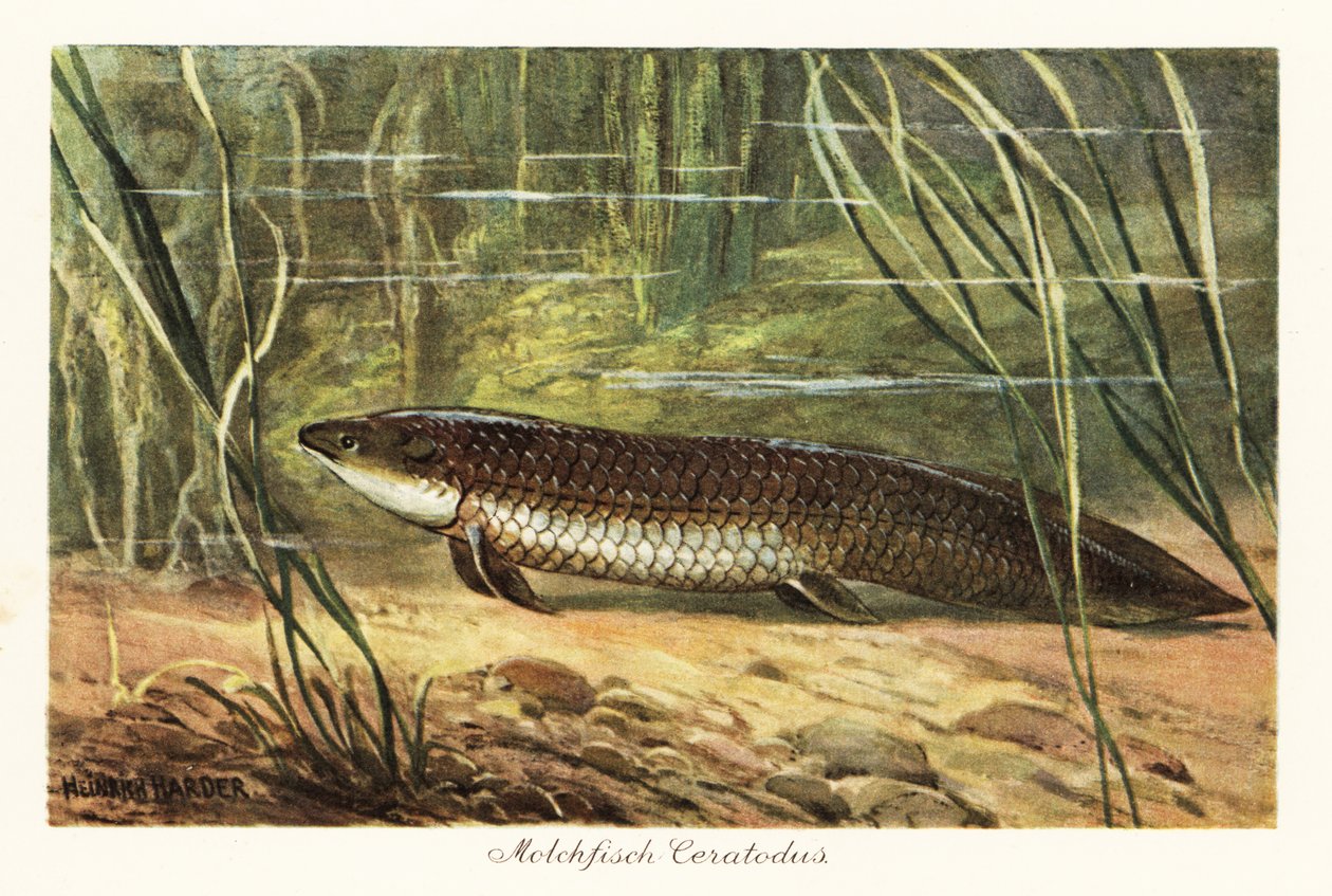 Kihalt Ceratodus latissimus nád között az óceán fenekén. alkotó: Heinrich Harder