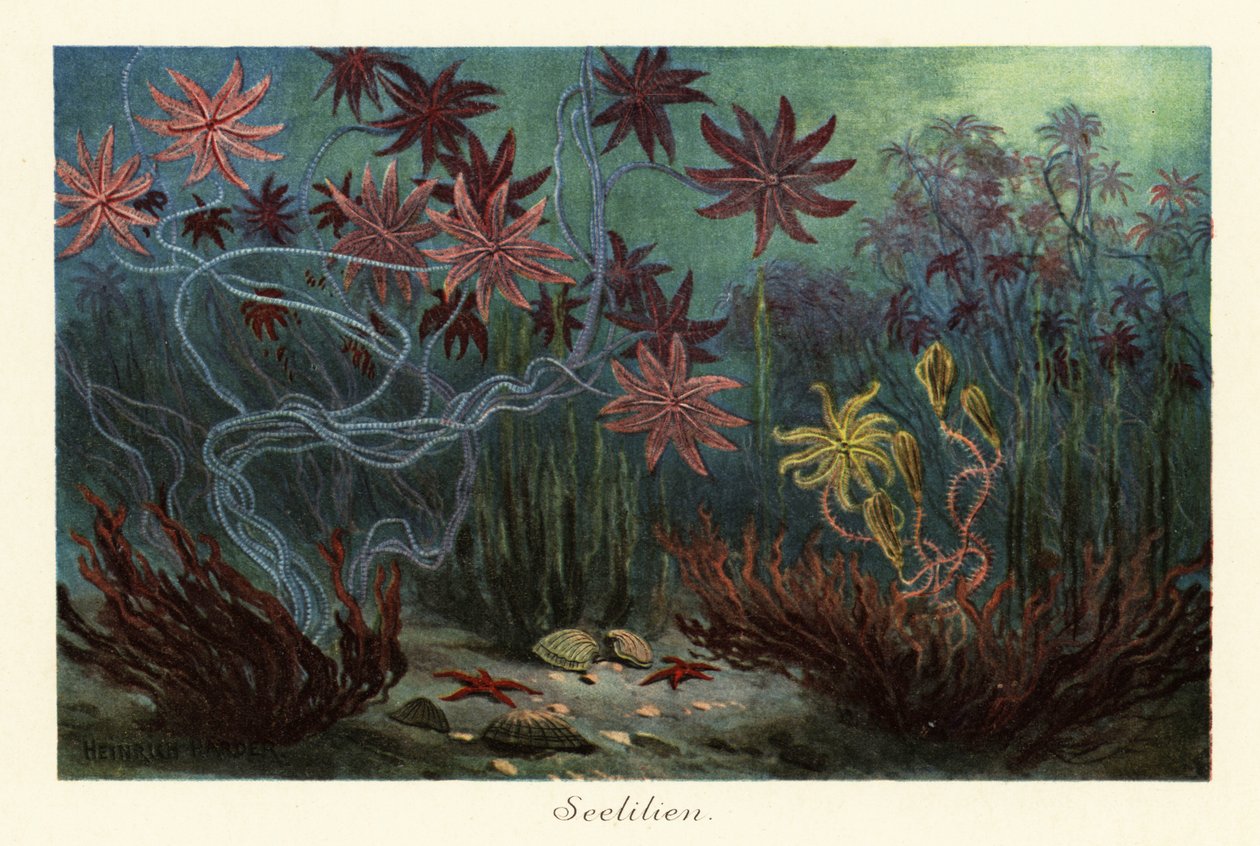 Kihalt tengeri liliomok vagy krinoidok, Crinoidea, a tengerfenéken., 1908 (Nyomtatás) alkotó: Heinrich Harder