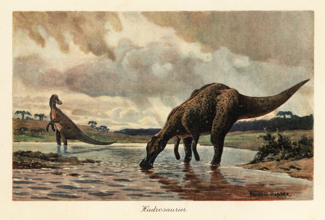 Hadrosaurusok vagy kacsacsőrű dinoszauruszok táplálkoznak egy folyóban. alkotó: Heinrich Harder