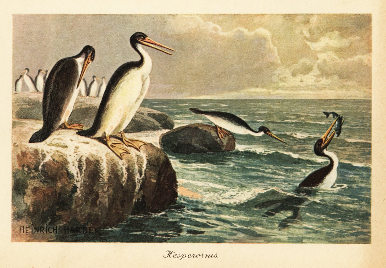 Hesperornis regalis, kihalt röpképtelen madár, kréta. alkotó: Heinrich Harder