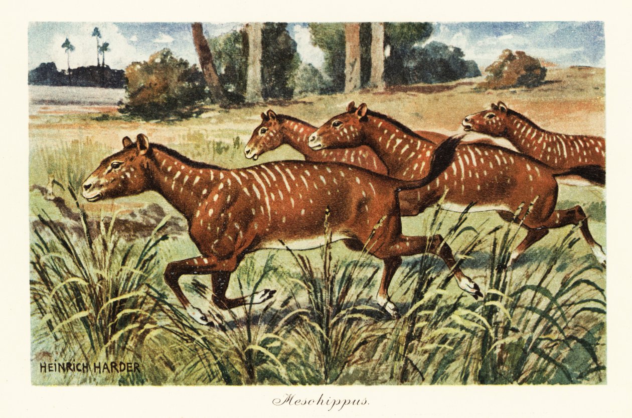 Mesohippus, a korai ló kihalt nemzetsége., 1908 (Nyomtatás) alkotó: Heinrich Harder