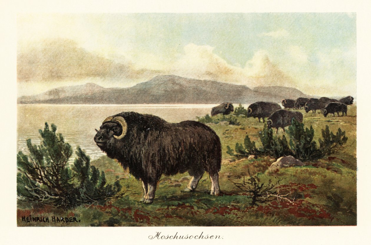Pézsma vagy pézsmaökör, Ovibos moschatus., 1908 (Nyomtatott) alkotó: Heinrich Harder