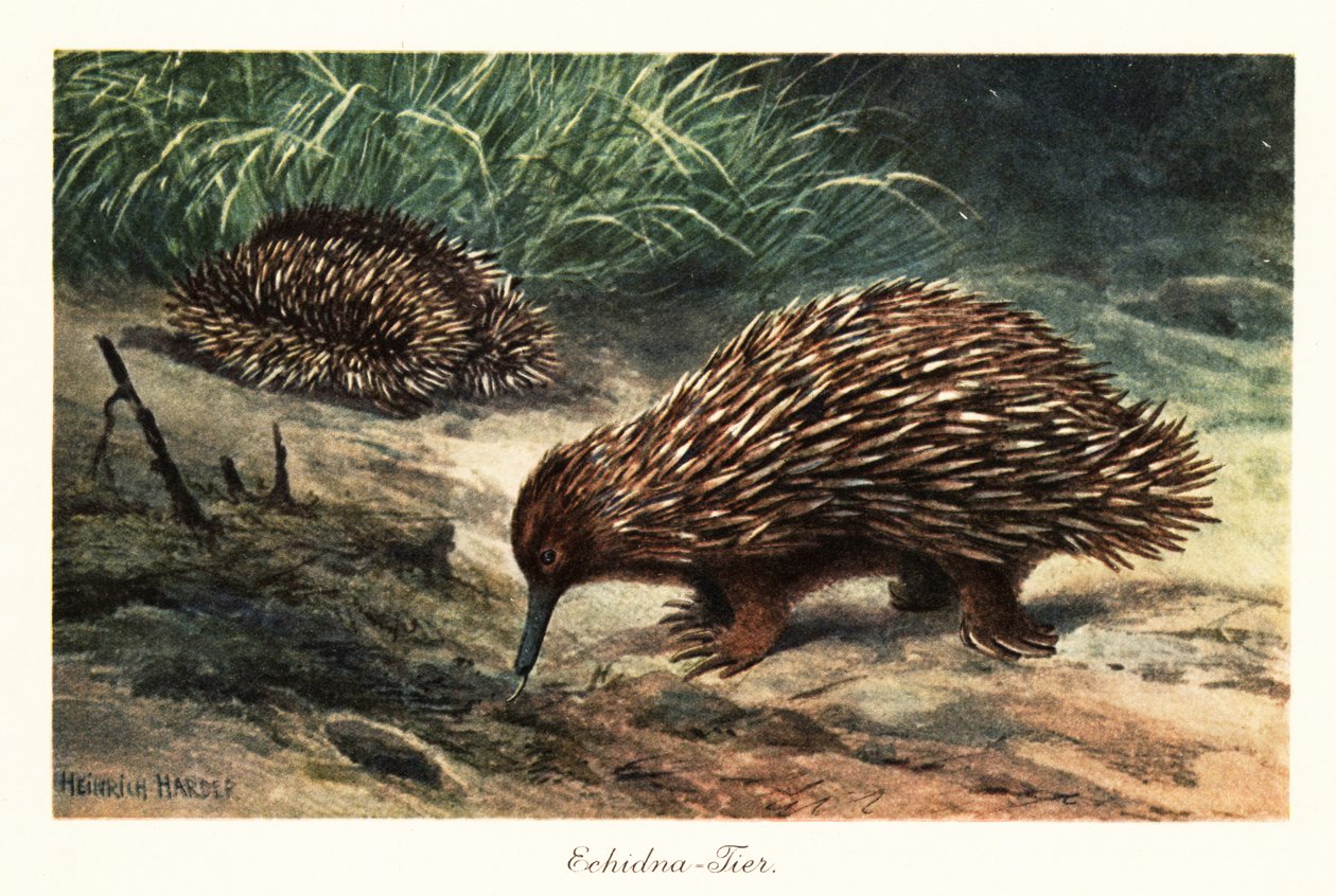 Rövidcsőrű echidna, Tachyglossus aculeatus, táplálékkeresés. alkotó: Heinrich Harder