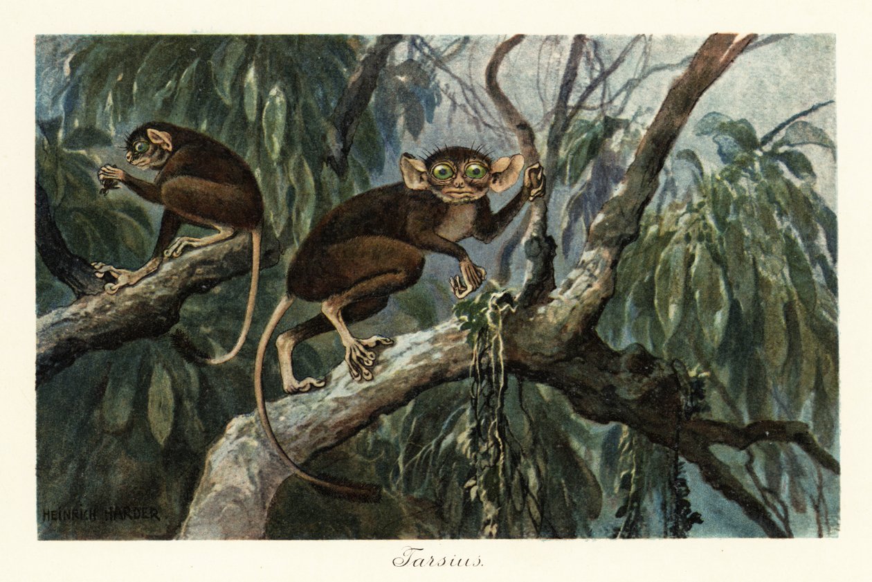 Tarsius, haplorrhine primate genus of tarsier., 1908 (Nyomtatás) alkotó: Heinrich Harder