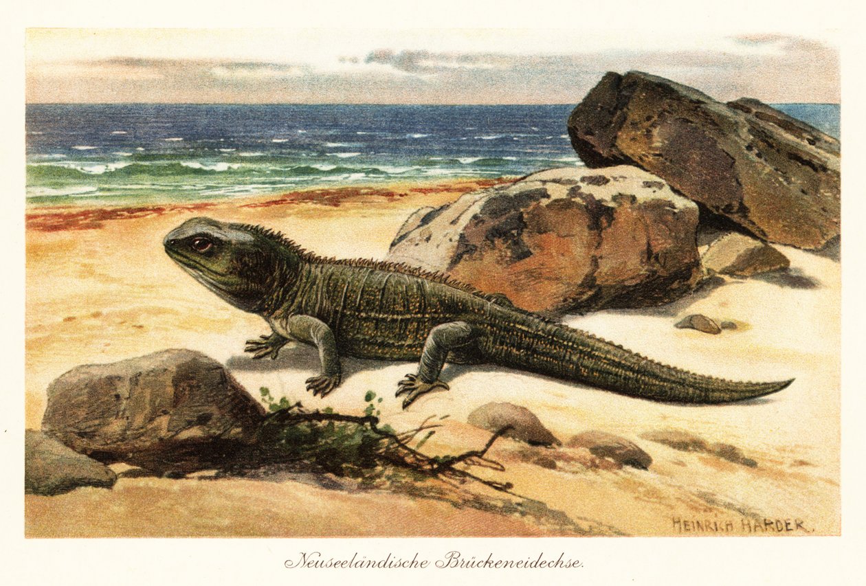 Sebezhető tuatara, Sphenodon punctatus, a parton. alkotó: Heinrich Harder
