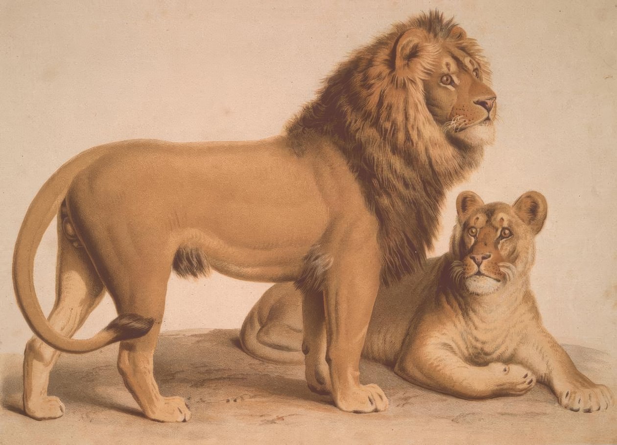 Az oroszlán / Felis Leo alkotó: Heinrich Leutemann
