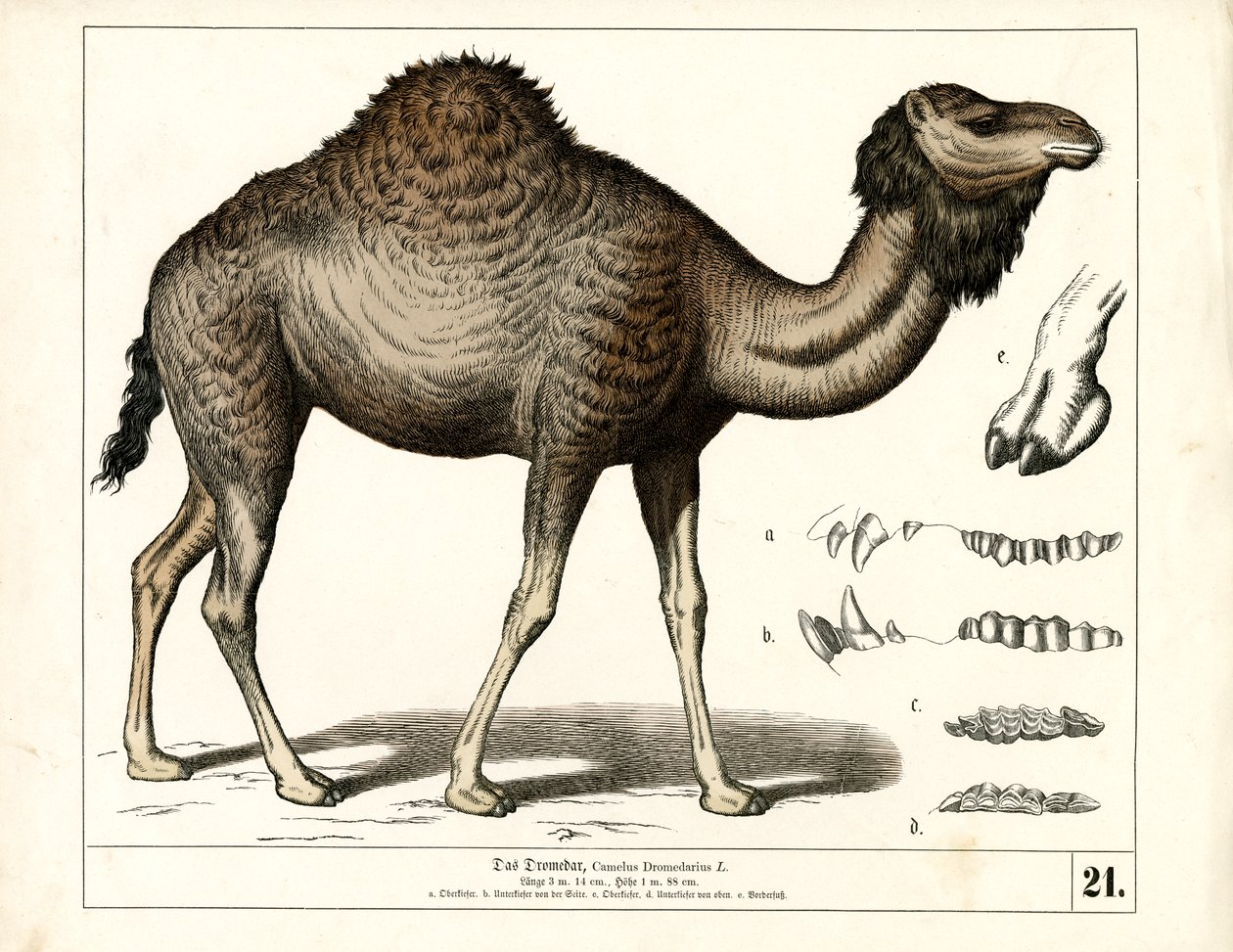  alkotó: Heinrich Leutemann