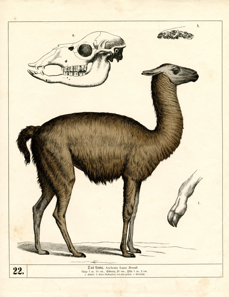  alkotó: Heinrich Leutemann