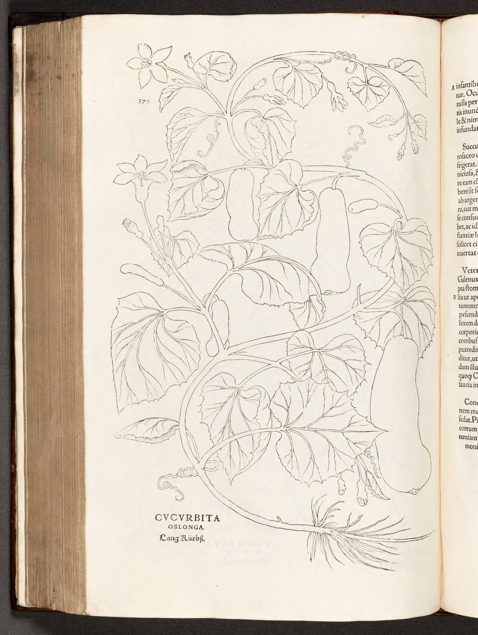 BT3.26.5 370. o. Cukkini, illusztráció: Leonhart Fuchs faji kommentárjainak története, 1542 alkotó: Heinrich and Meyer, Albert Fullmaurer