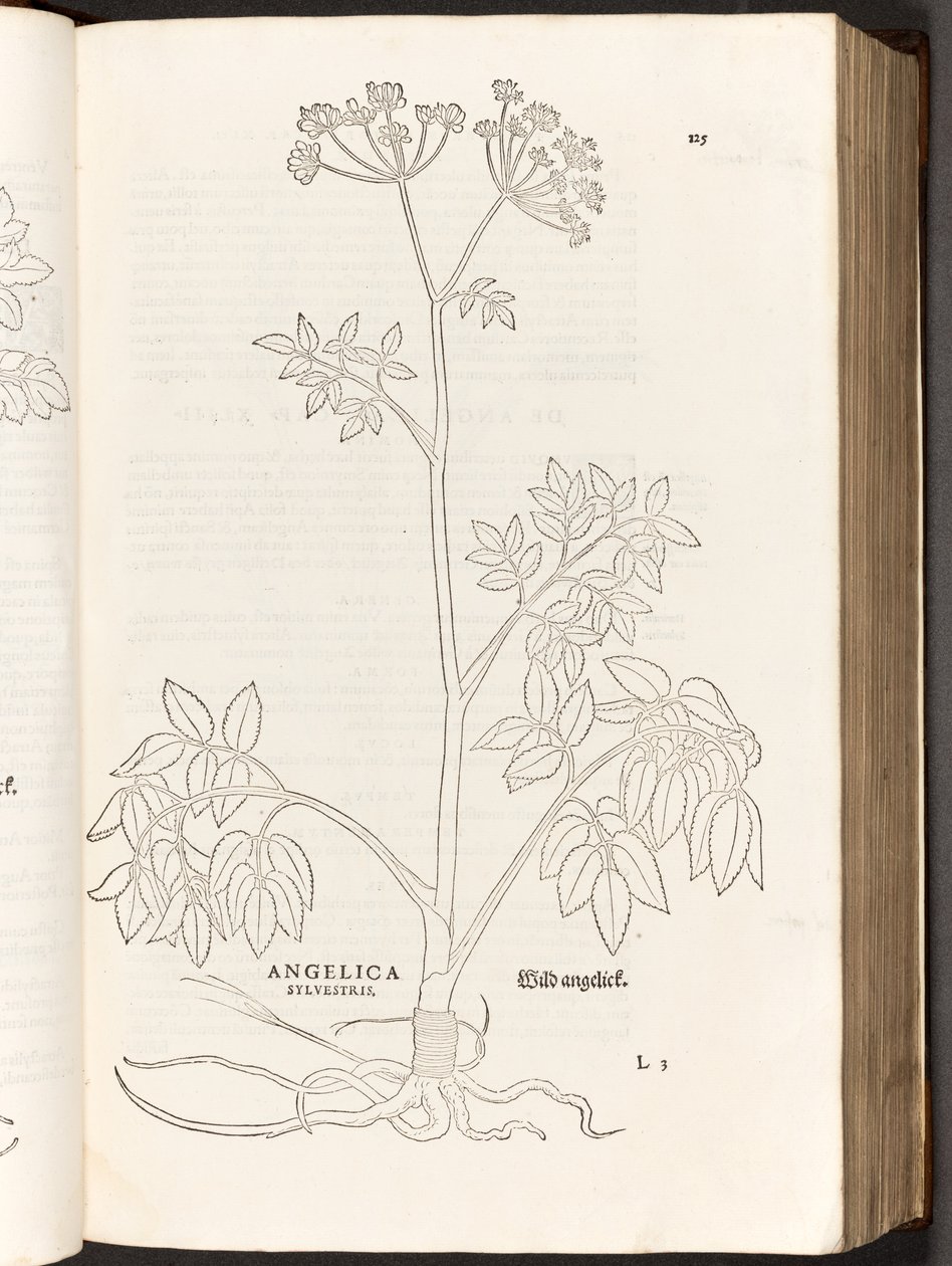 BT3.267.5 125. o. Wild Angelica, illusztráció: Leonhart Fuchs: A faji kommentárok története, 1542 alkotó: Heinrich and Meyer, Albert Fullmaurer
