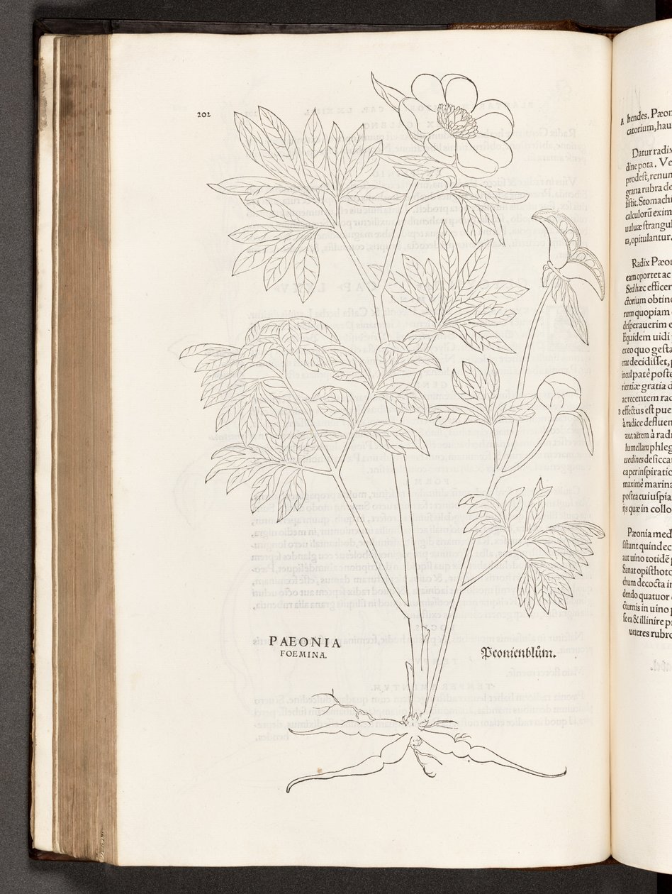 BT3.267.5 p.311 Paeony, illusztráció: Leonhart Fuchs, 1542. A faji kommentárok története alkotó: Heinrich and Meyer, Albert Fullmaurer