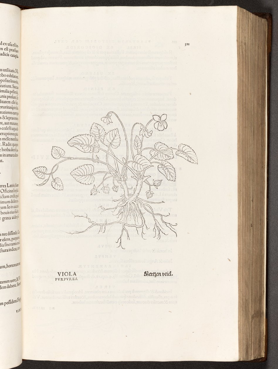 BT3.267.5 p.311 Violet, illusztráció: Leonhart Fuchs A rasszizmus története, 1542 alkotó: Heinrich and Meyer, Albert Fullmaurer