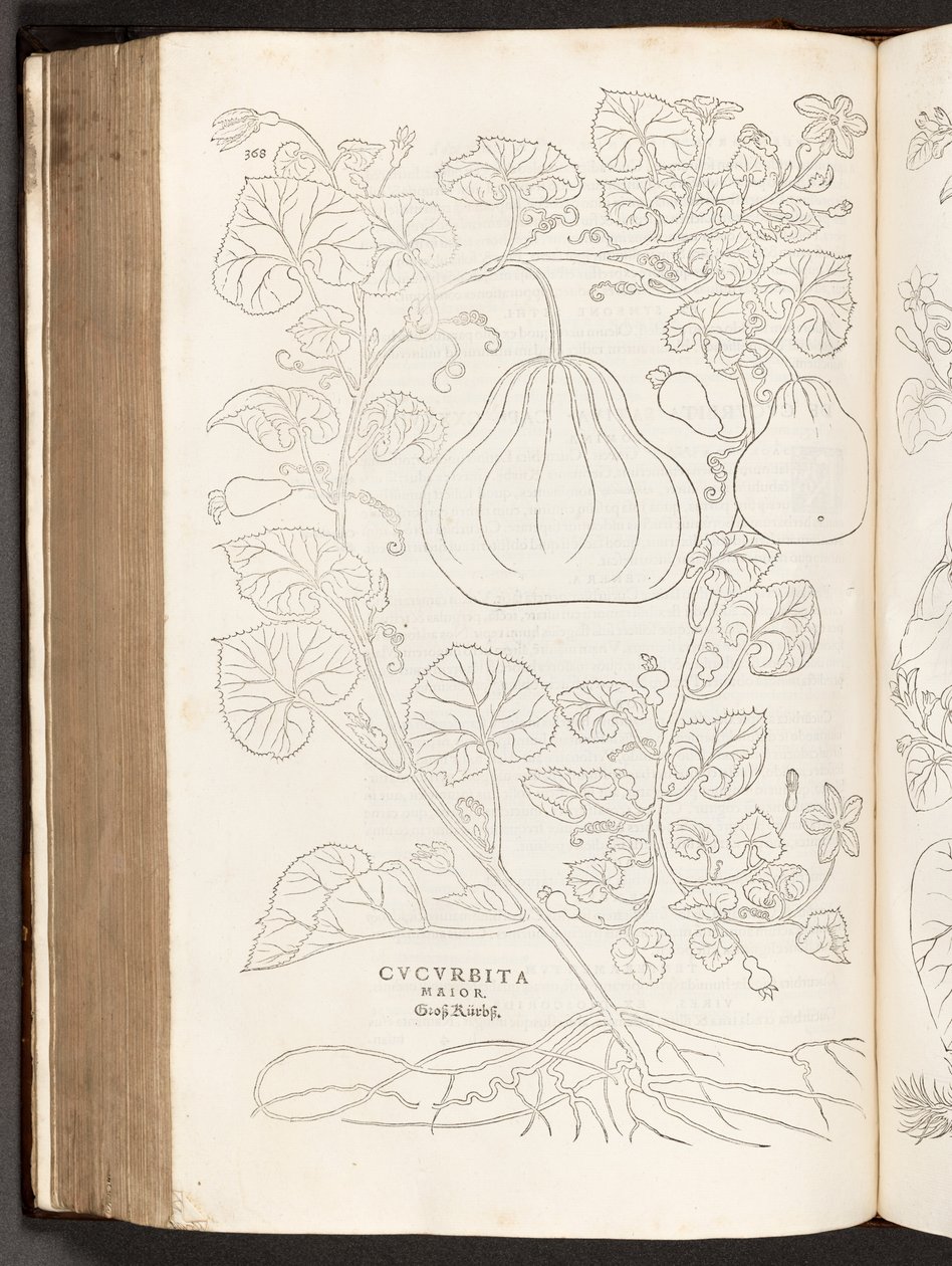 BT3.267.5 p.368 Tök, illusztráció: Leonhart Fuchs A rasszizmus története, 1542 alkotó: Heinrich and Meyer, Albert Fullmaurer